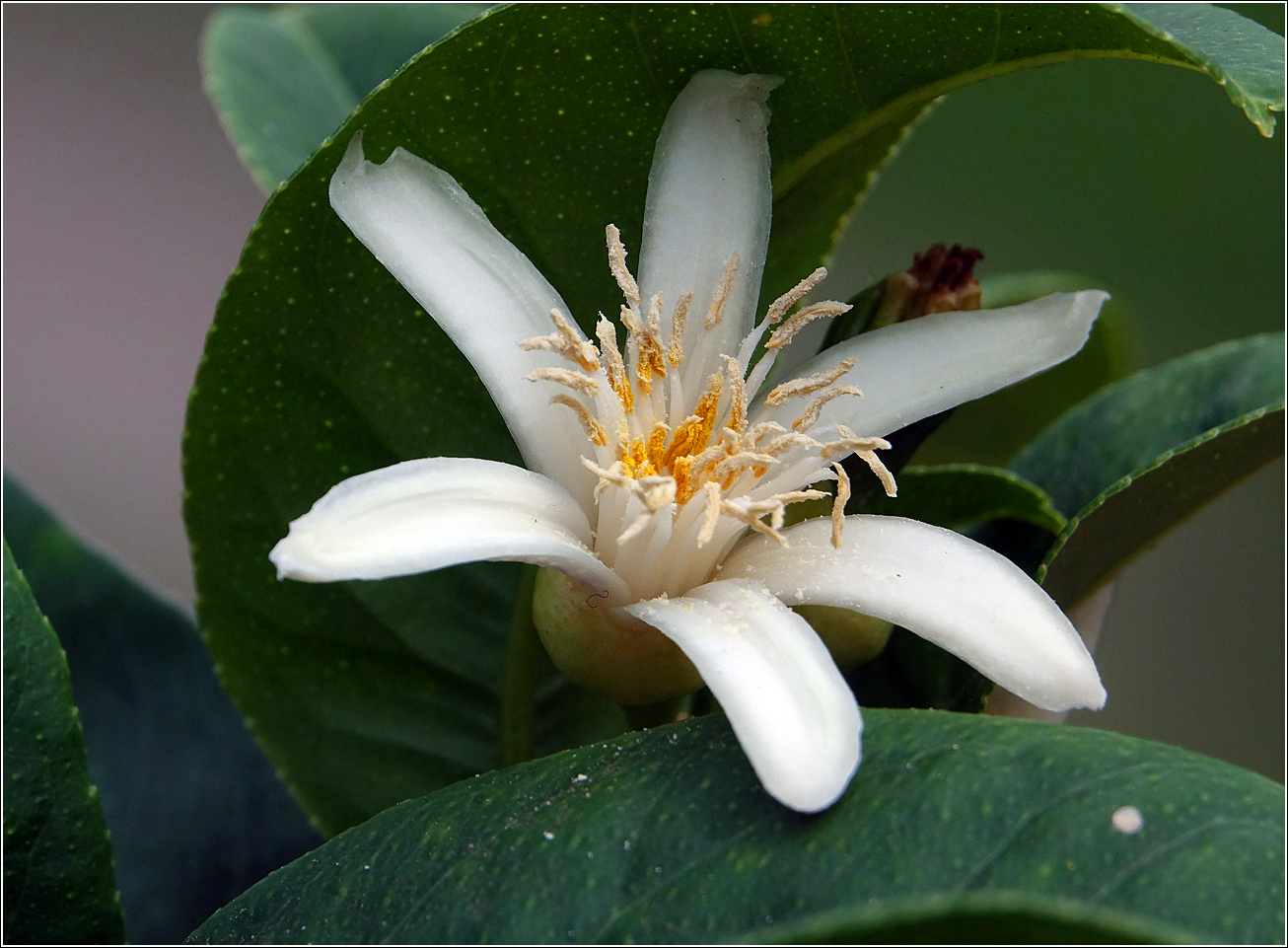 Image of Citrus medica var. sarcodactylis specimen.