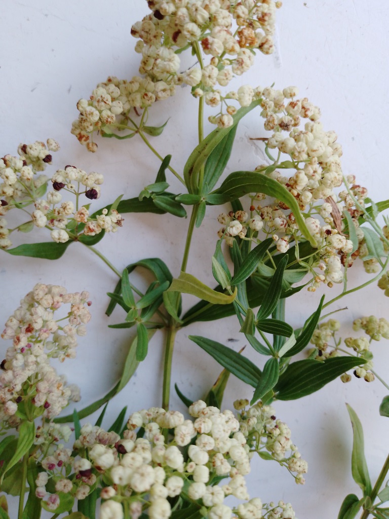 Image of Galium boreale specimen.