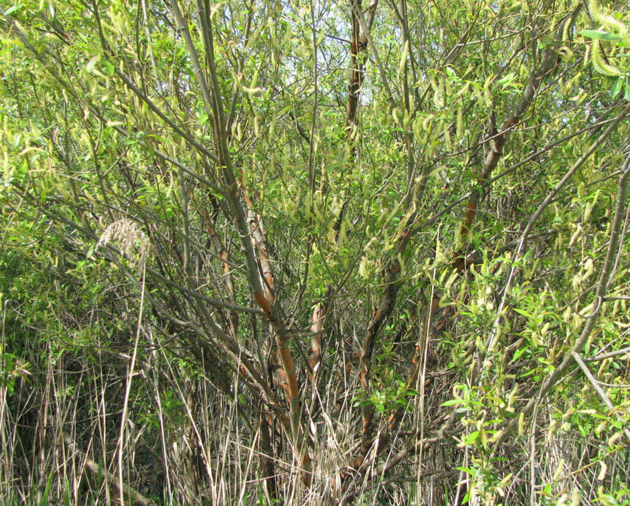 Image of Salix triandra specimen.