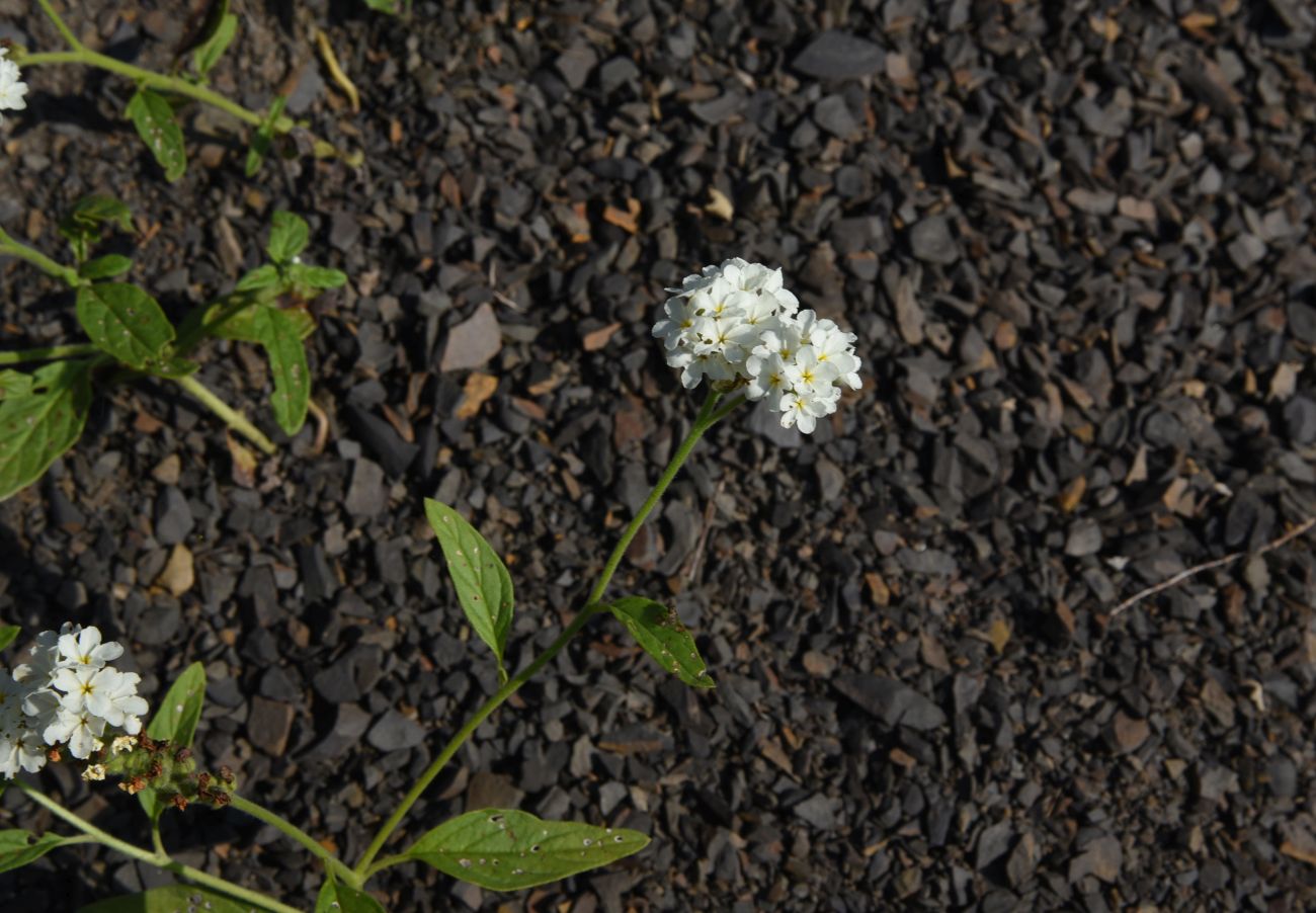 Изображение особи Heliotropium styligerum.