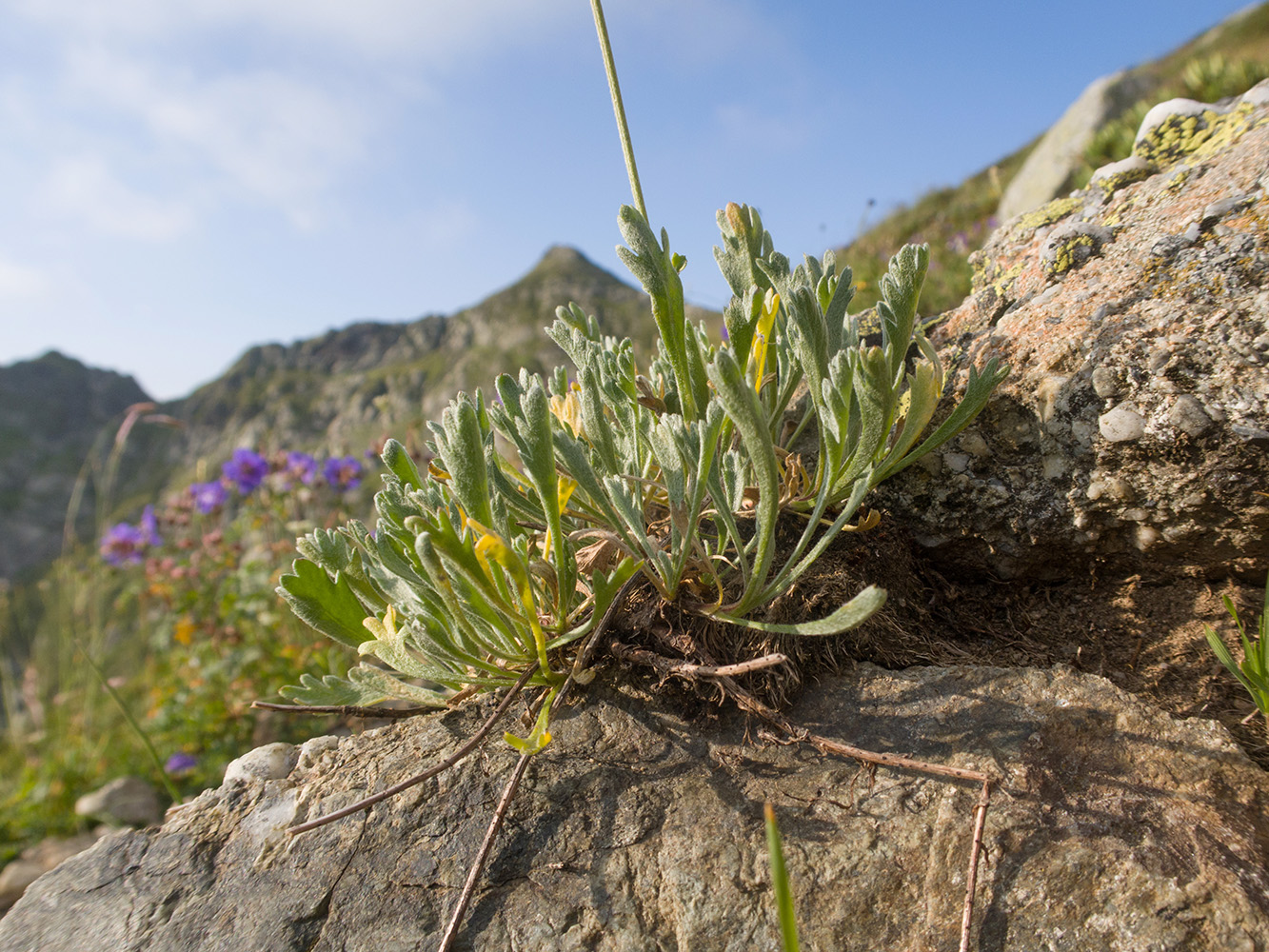 Image of Anthemis saportana specimen.