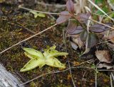 Смотреть изображение Pinguicula vulgaris