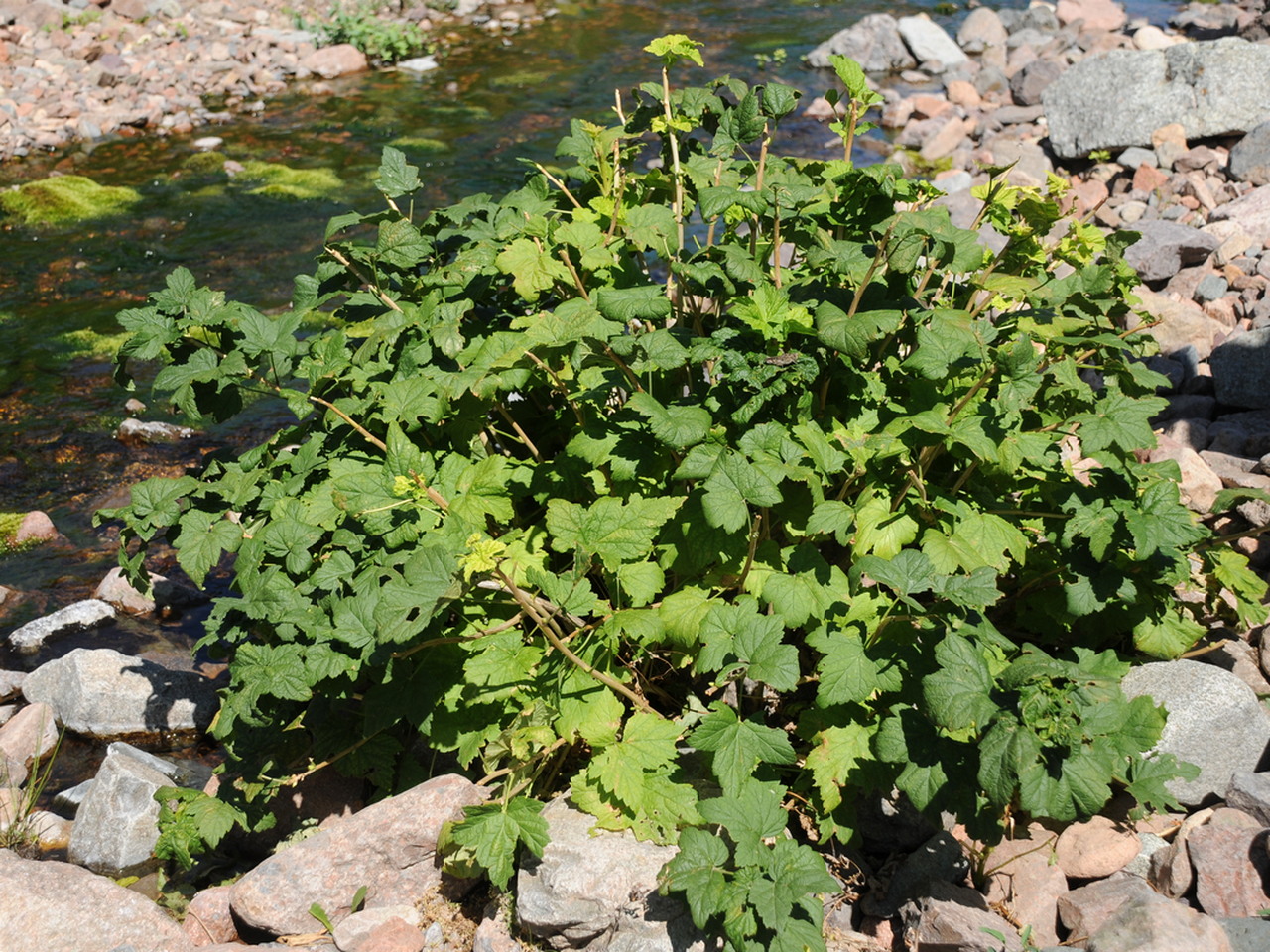 Image of Ribes janczewskii specimen.