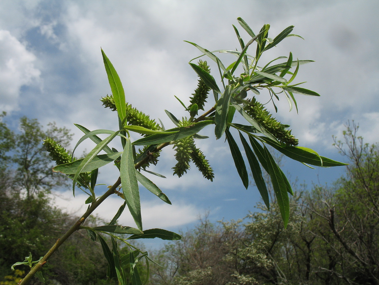 Изображение особи Salix niedzwieckii.