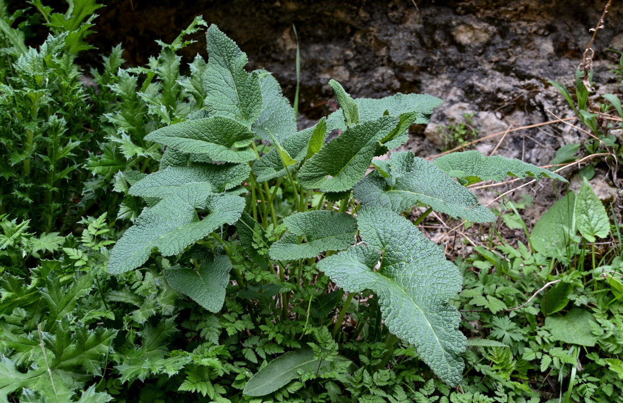 Image of Phlomoides tuberosa specimen.