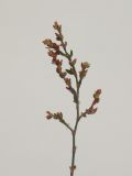 Polygonum arenastrum. Верхушка плодоносящего растения. Республика Молдова, пригород Кишинёва. 5 октября 2010 г.