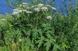 Heracleum dissectum. Цветущие растения в сообществе с Tanacetum и Salix. Красноярский край, Туруханский р-н, г. Игарка, луговой склон на берегу р. Енисей. 21.07.2023.