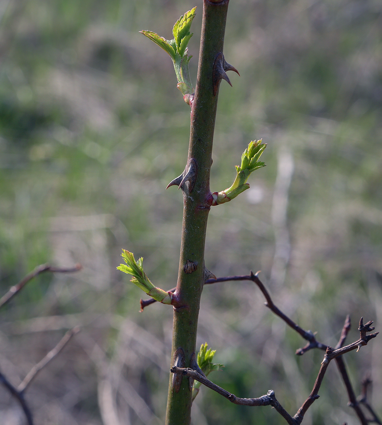 Image of Rosa canina specimen.