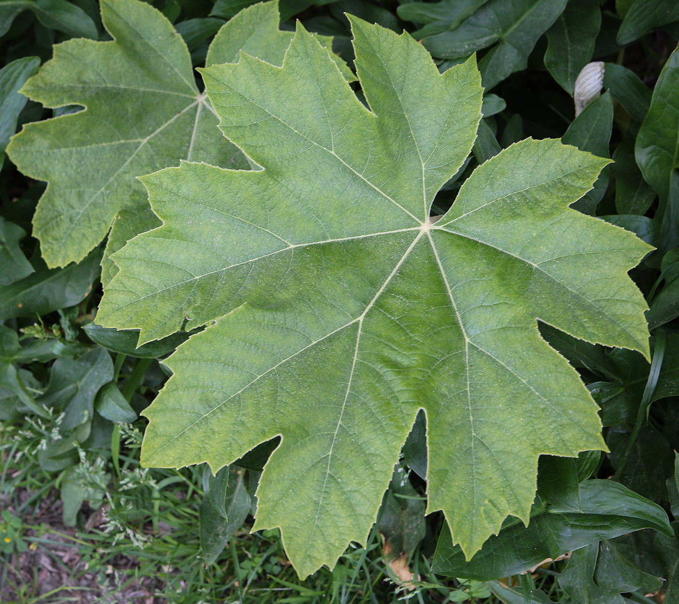 Изображение особи Tetrapanax papyrifer.