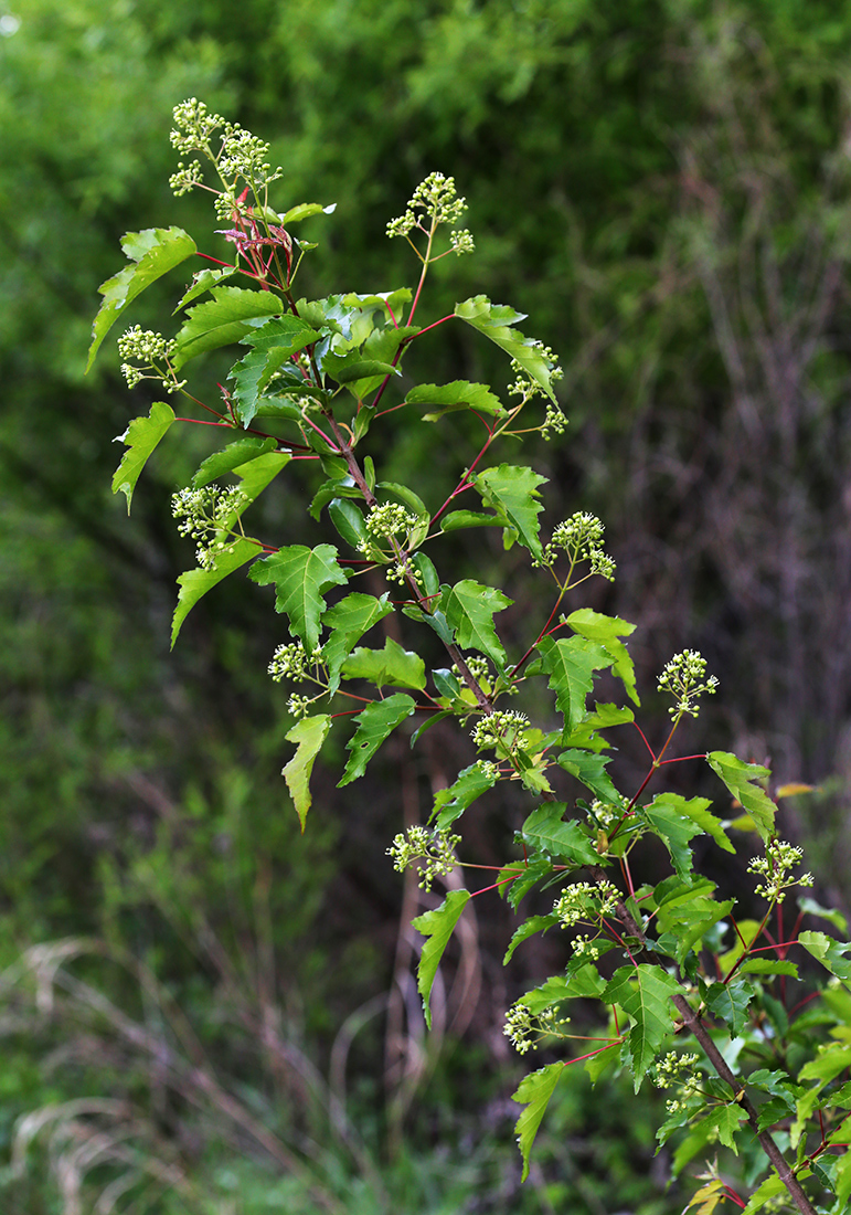 Image of Acer ginnala specimen.