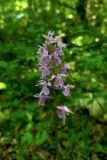 Смотреть изображение Dactylorhiza urvilleana
