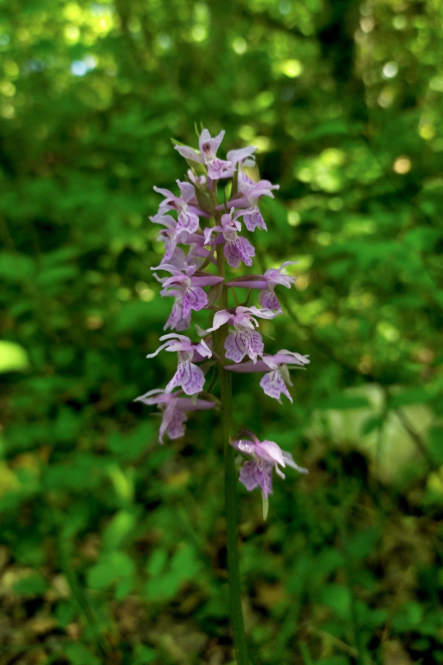 Image of Dactylorhiza urvilleana specimen.