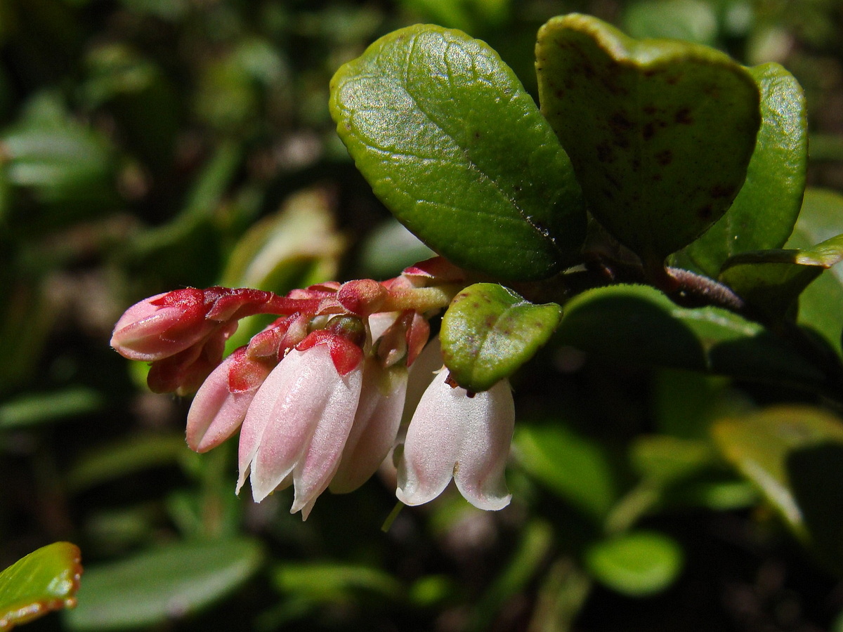 Image of Vaccinium vitis-idaea specimen.