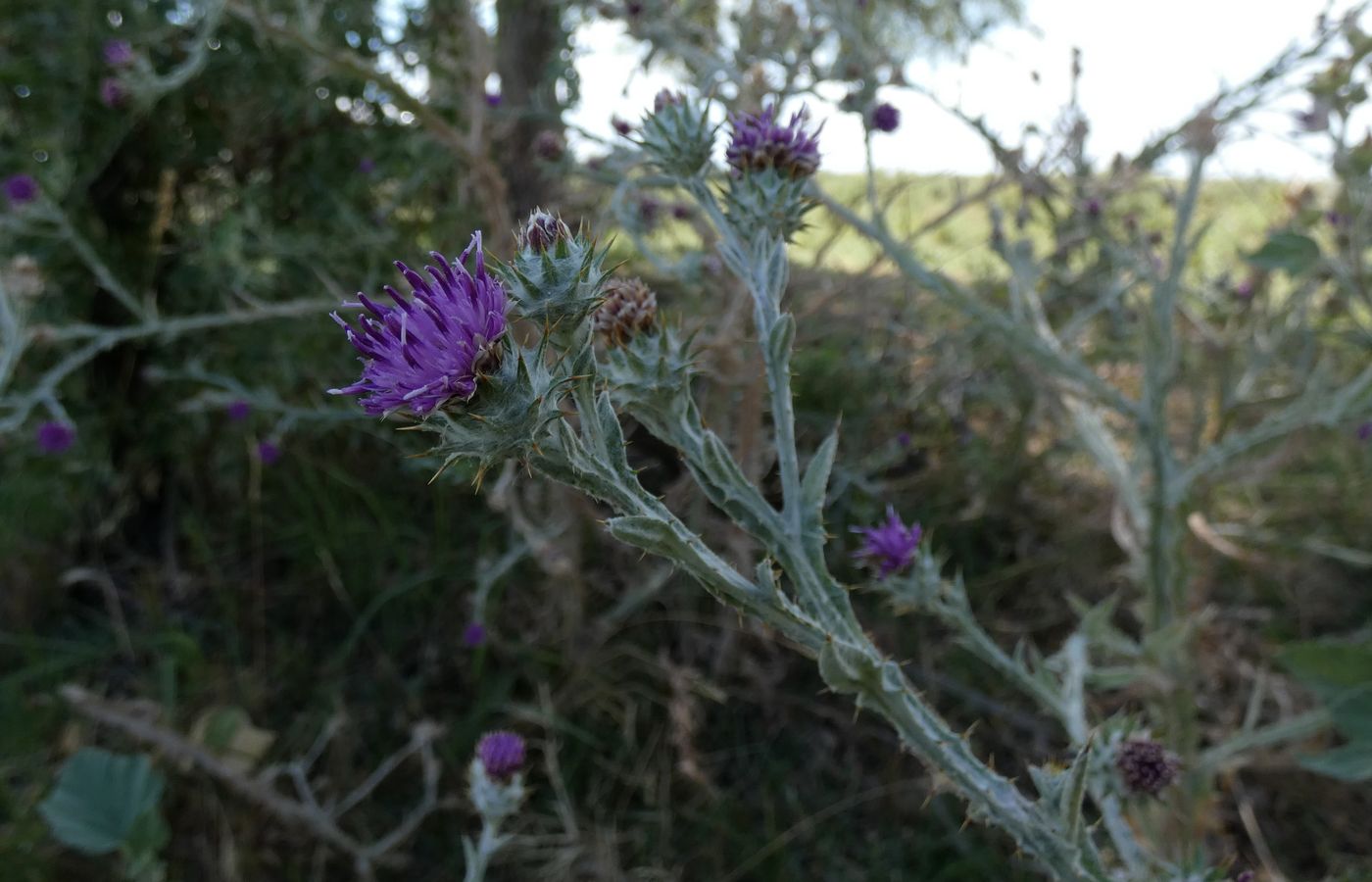 Изображение особи Cousinia platylepis.