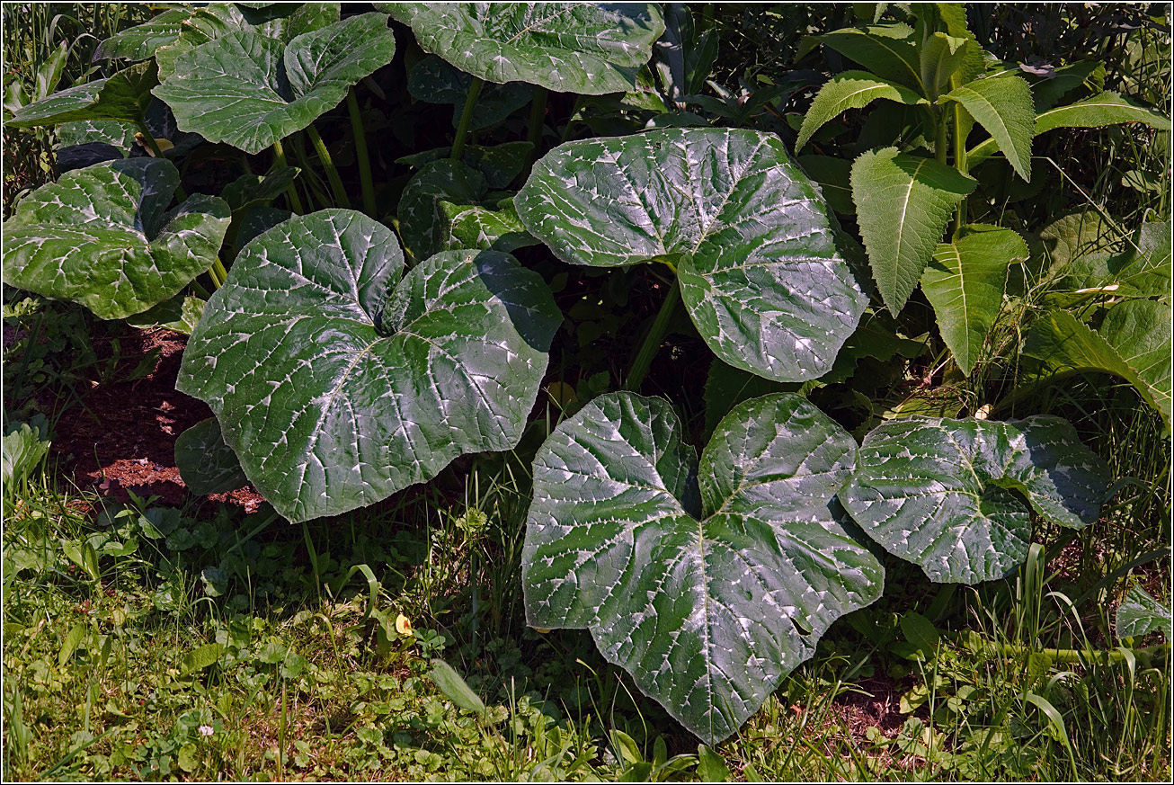 Image of Cucurbita pepo specimen.