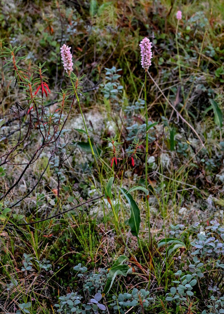 Image of Bistorta officinalis specimen.