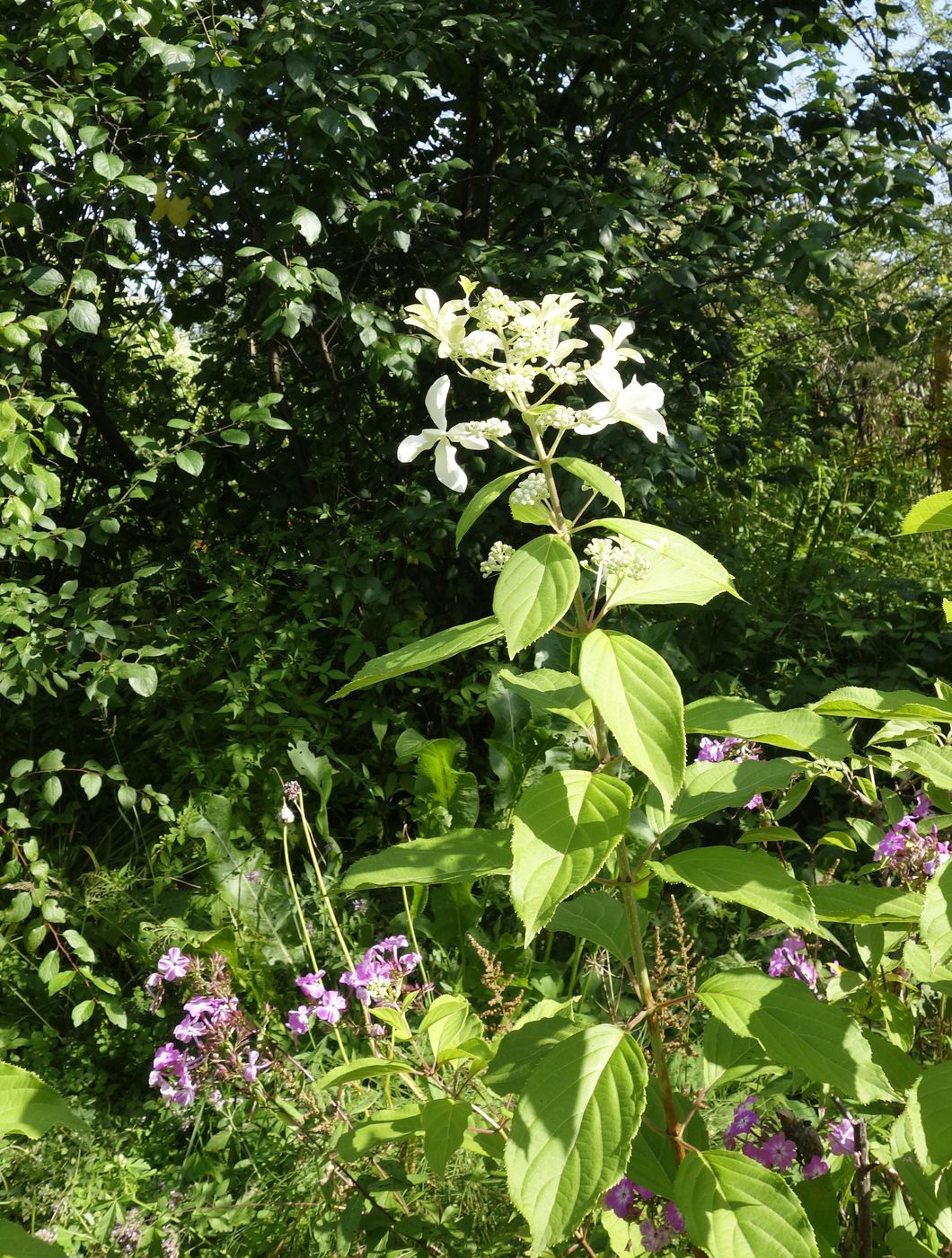 Image of Hydrangea paniculata specimen.