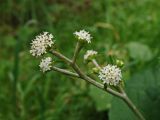 Adenocaulon adhaerescens. Верхушка общего соцветия. Хабаровский край, окр. г. Комсомольск-на-Амуре, Силинский лесопарк, на лесной дороге. 11.08.2024.