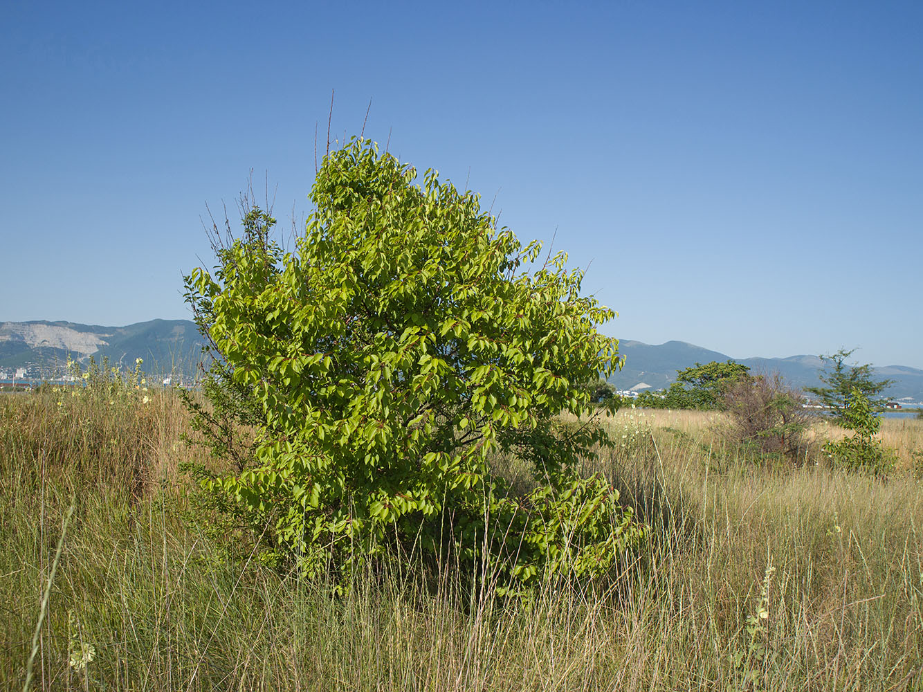 Image of Armeniaca vulgaris specimen.