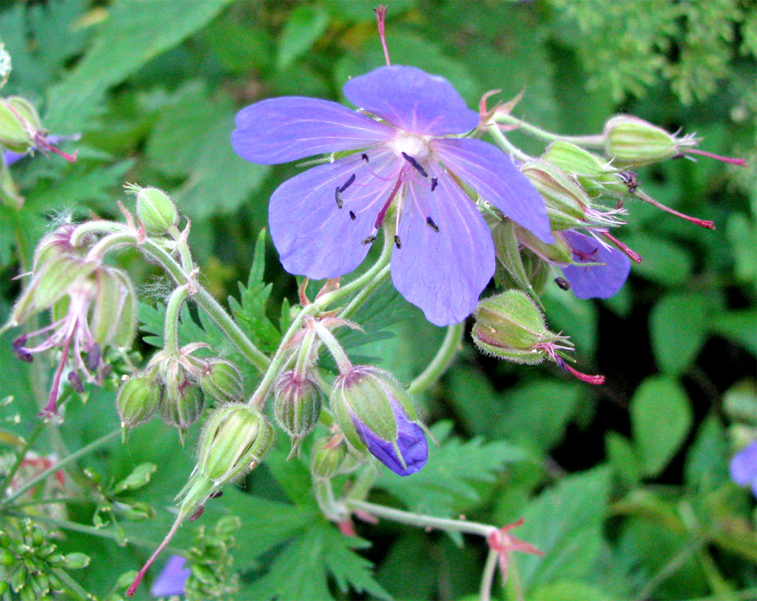 Изображение особи Geranium pratense.