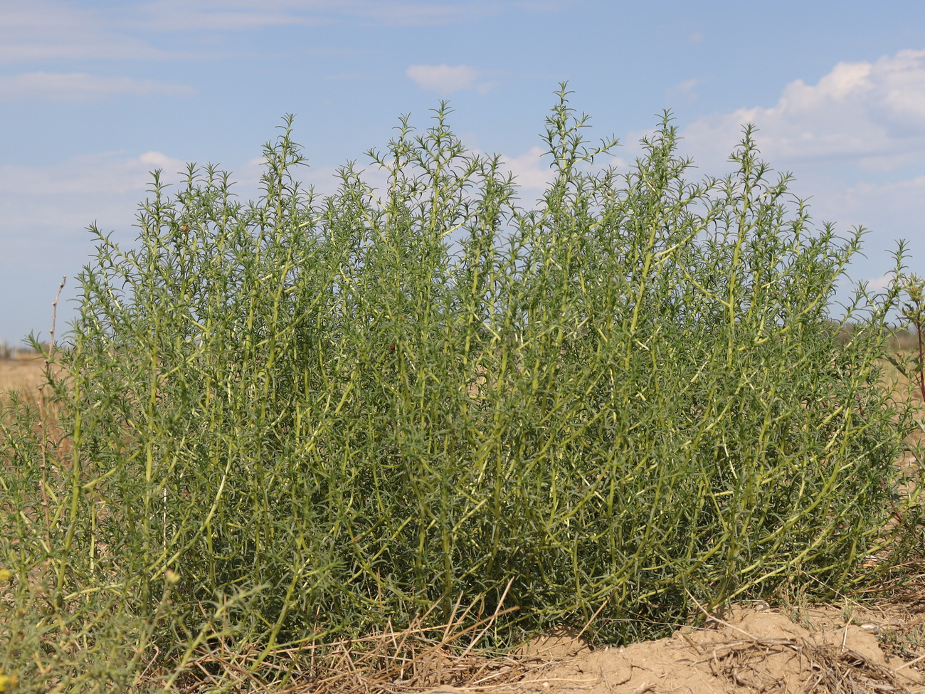 Image of Salsola soda specimen.