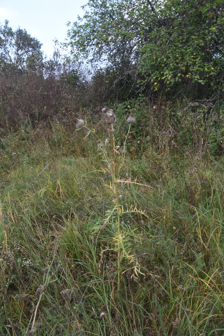 Изображение особи Cirsium polonicum.