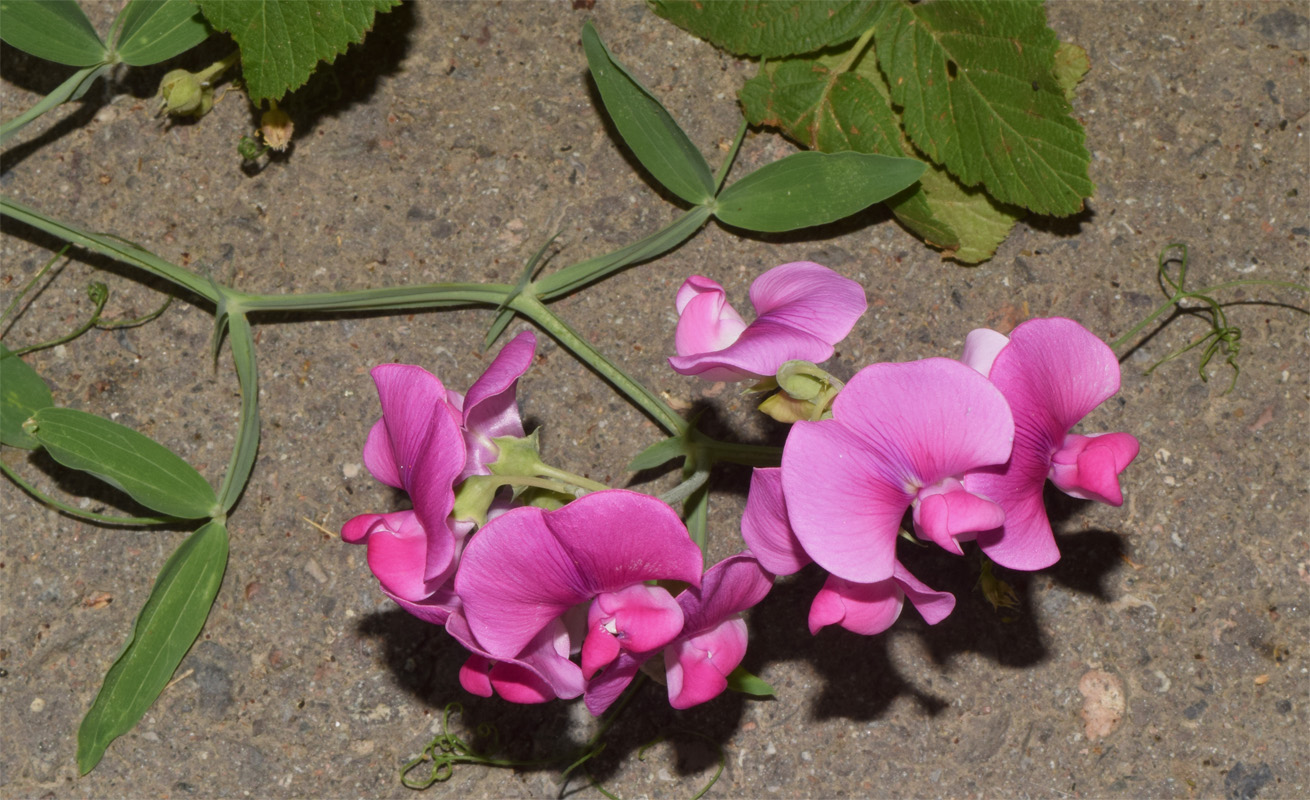 Image of Lathyrus latifolius specimen.