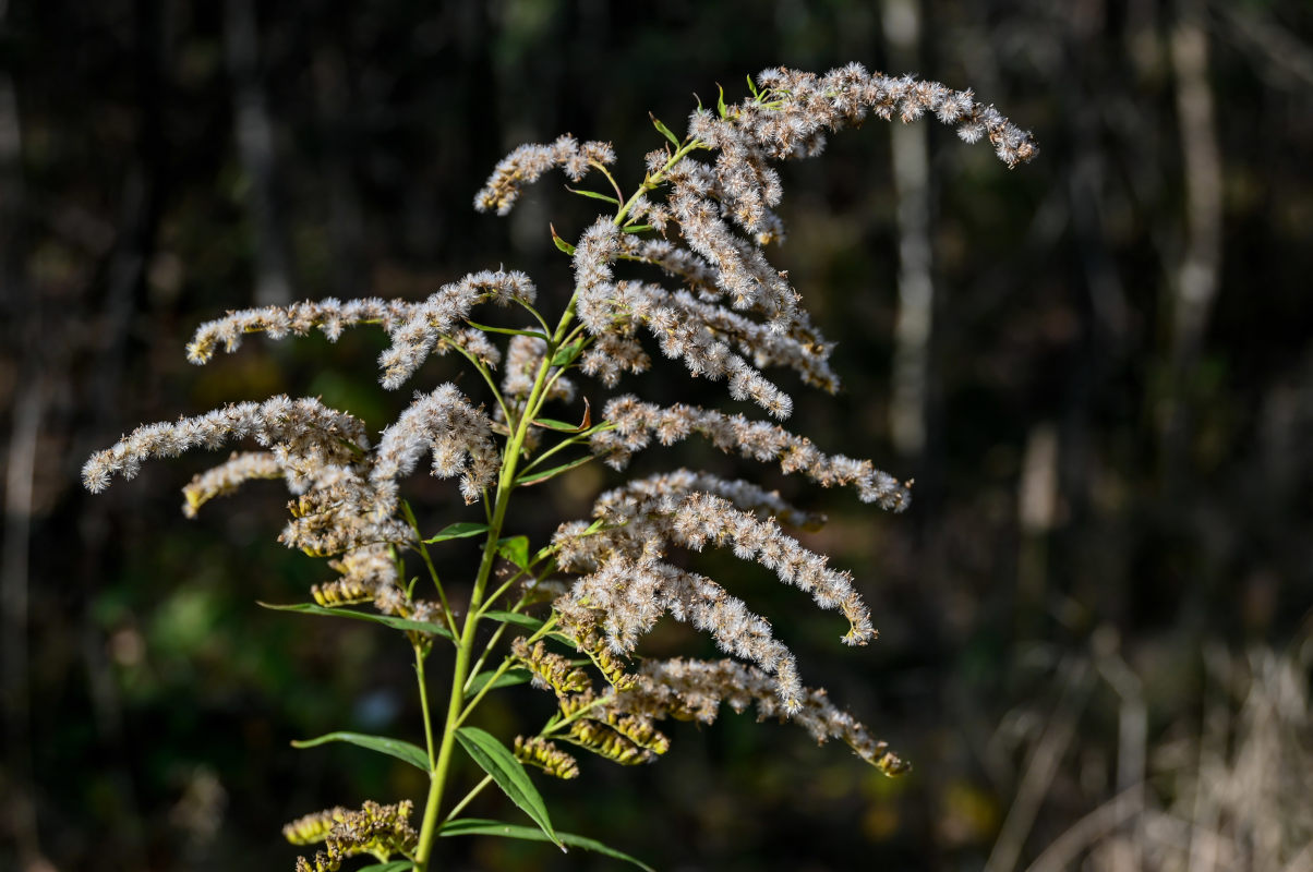 Image of Solidago canadensis specimen.