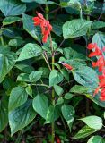 Salvia splendens. Цветущее растение. Грузия, Аджария, Батумский ботанический сад, в культуре. 16.06.2023.