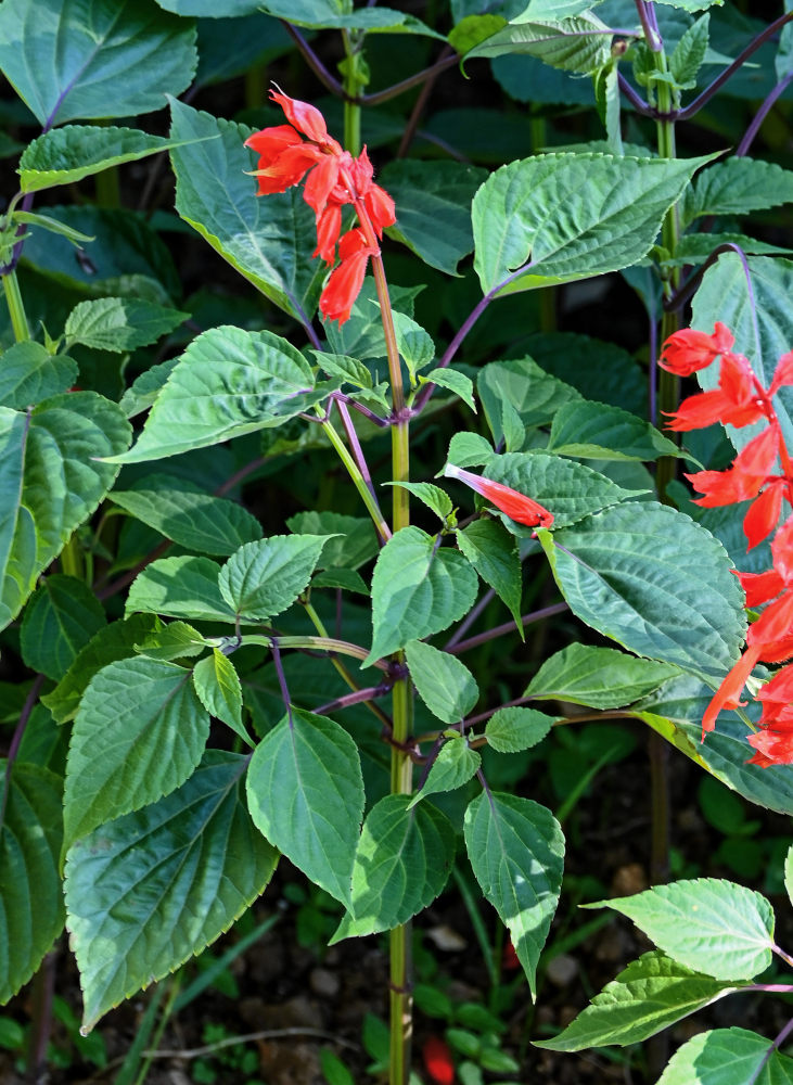 Изображение особи Salvia splendens.