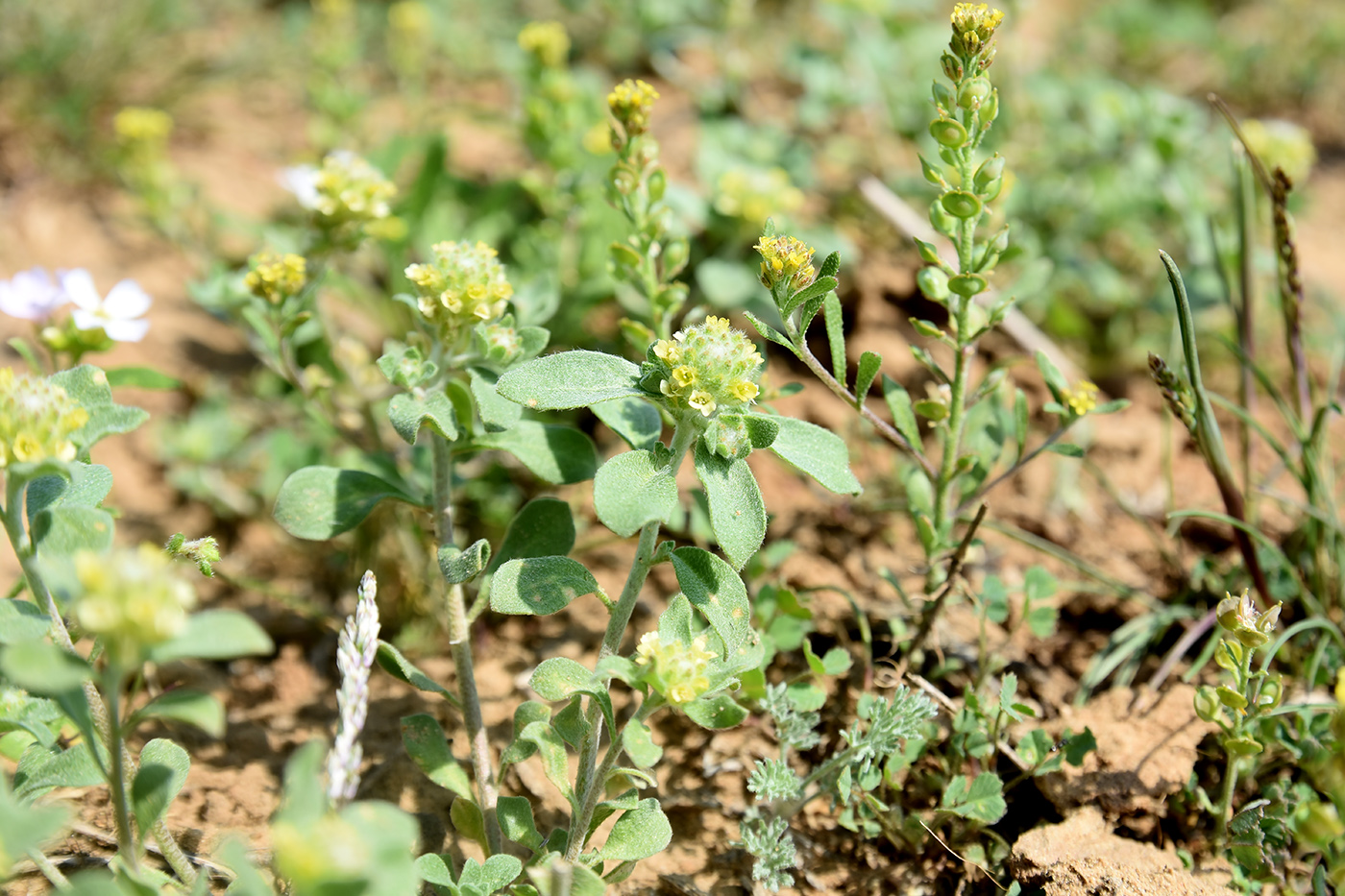 Изображение особи Alyssum dasycarpum.