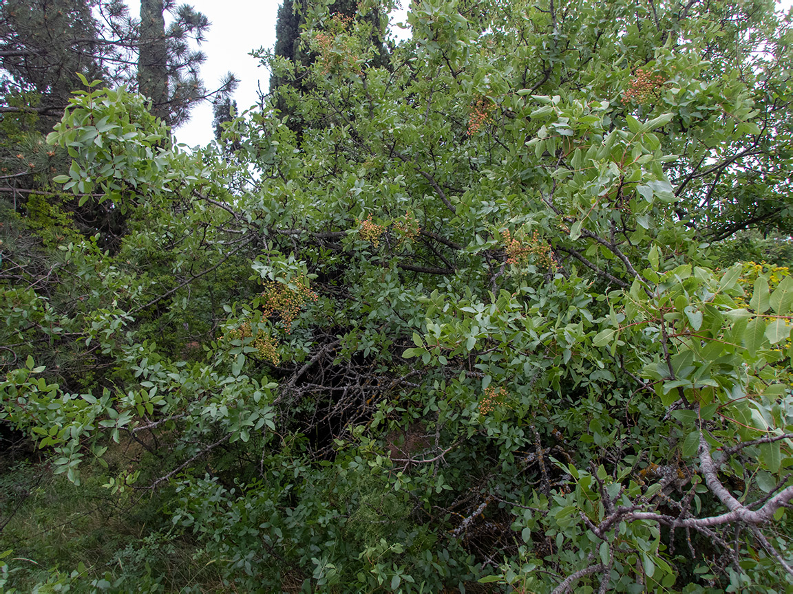 Image of Pistacia mutica specimen.