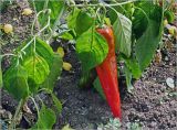 Capsicum annuum. Созревший плод. Московская обл., Раменский р-н, окр. дер. Хрипань, садовый участок. 18.09.2024.