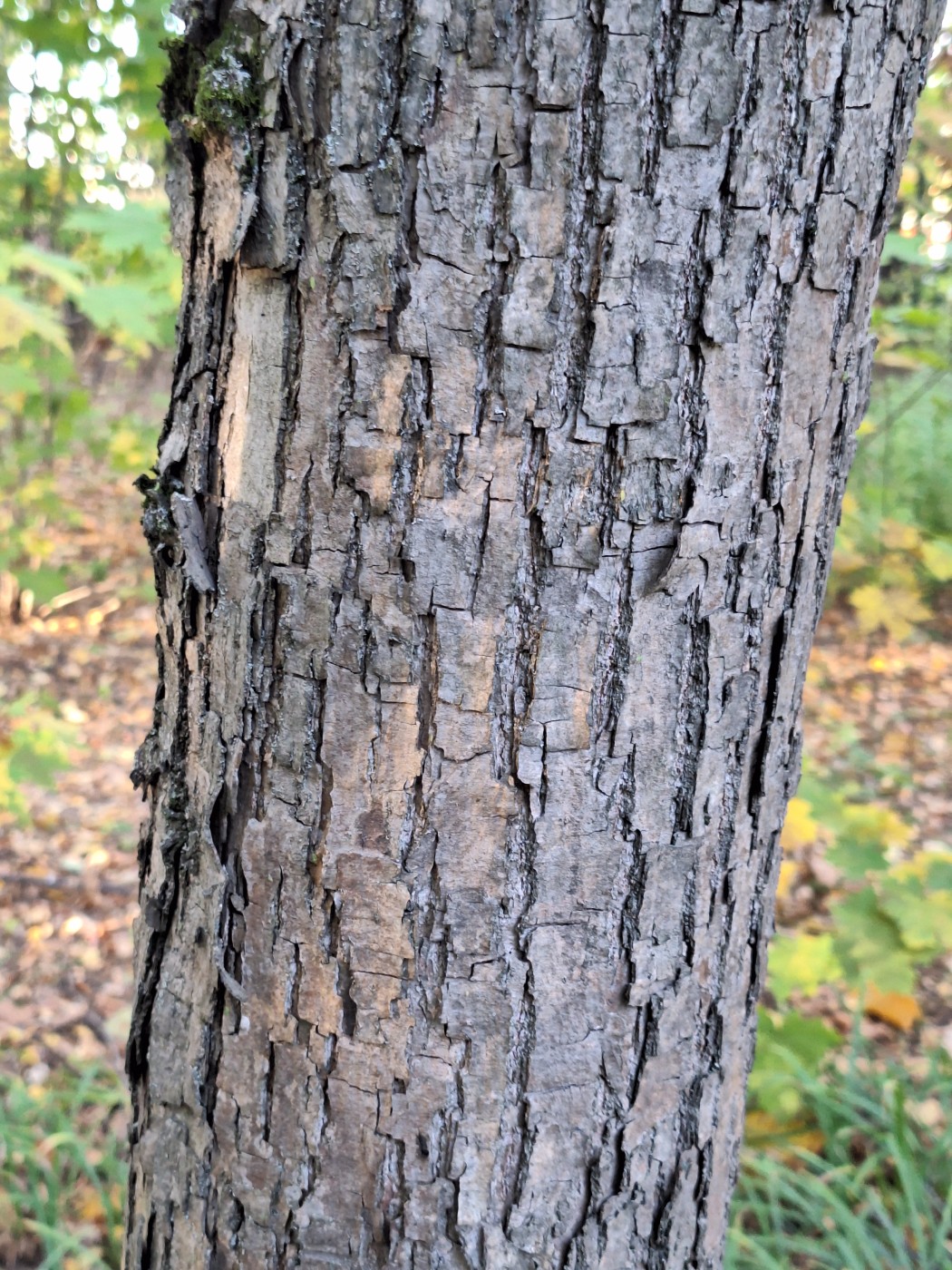 Изображение особи Tilia japonica.