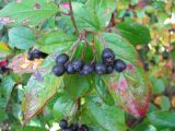 Cotoneaster lucidus. Ветка с плодами. Ивановская обл., г. Юрьевец, берег Горьковского водохранилища. 25.09.2009.