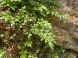 Asplenium ruta-muraria