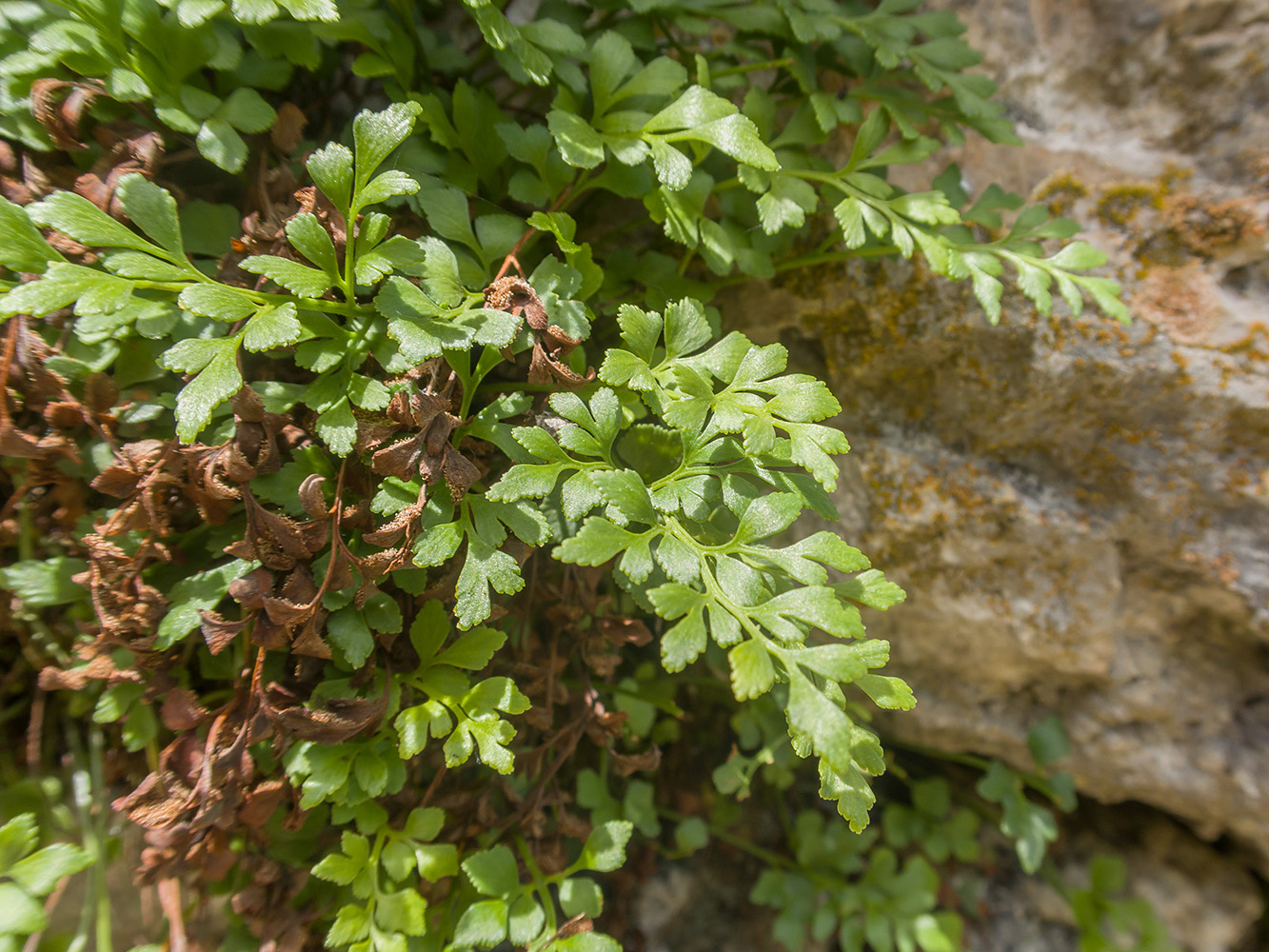 Изображение особи Asplenium ruta-muraria.