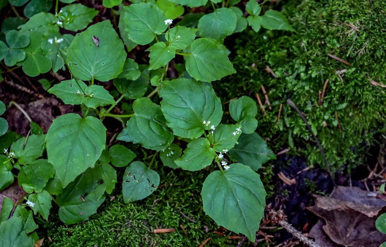 Изображение особи Circaea alpina.