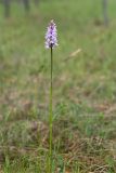 Dactylorhiza psychrophila. Цветущее растение. Карелия, восточный берег оз. Топозеро, сфагновое болото в окружении соснового леса. 02.07.2024.