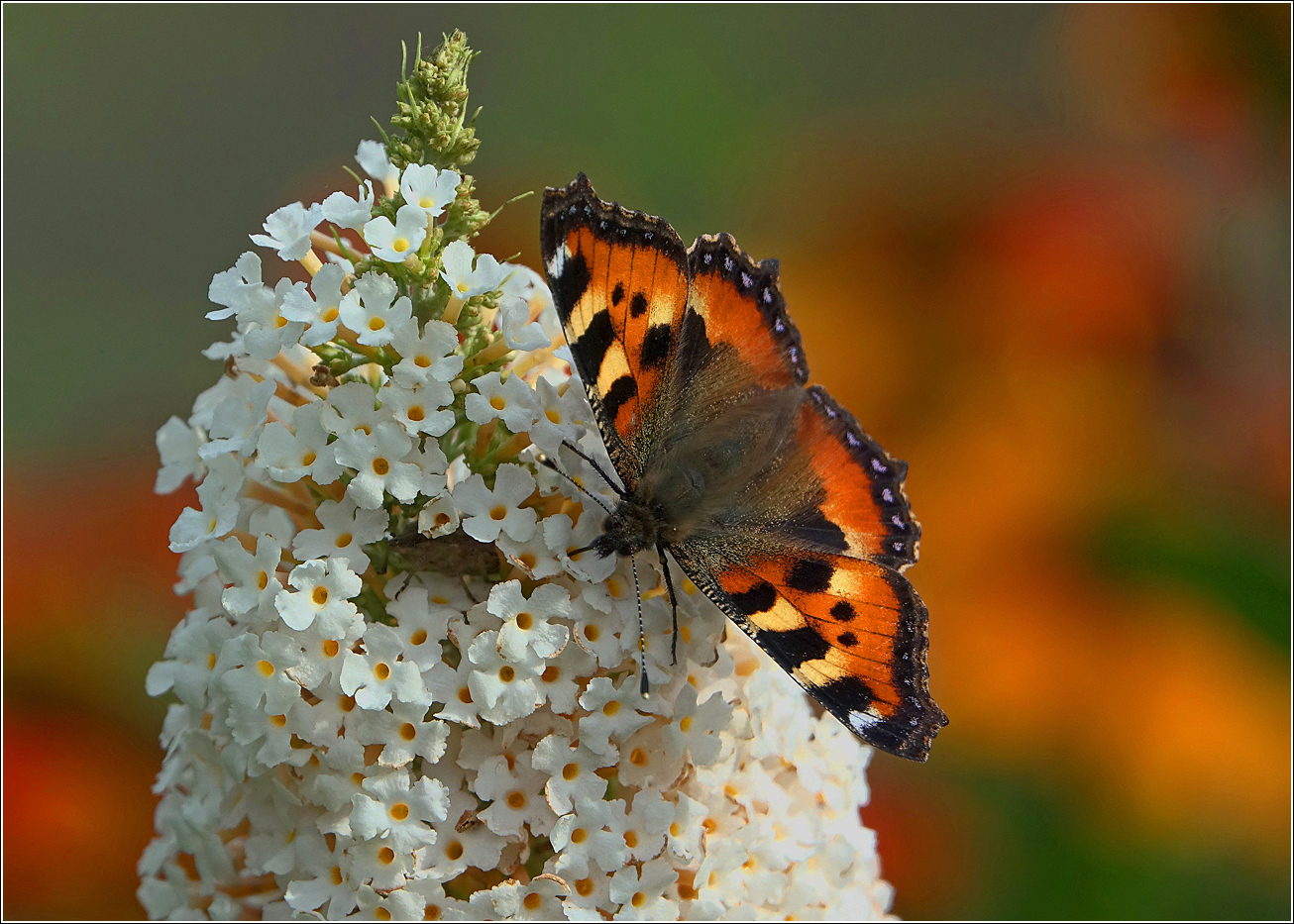 Image of Buddleja davidii specimen.