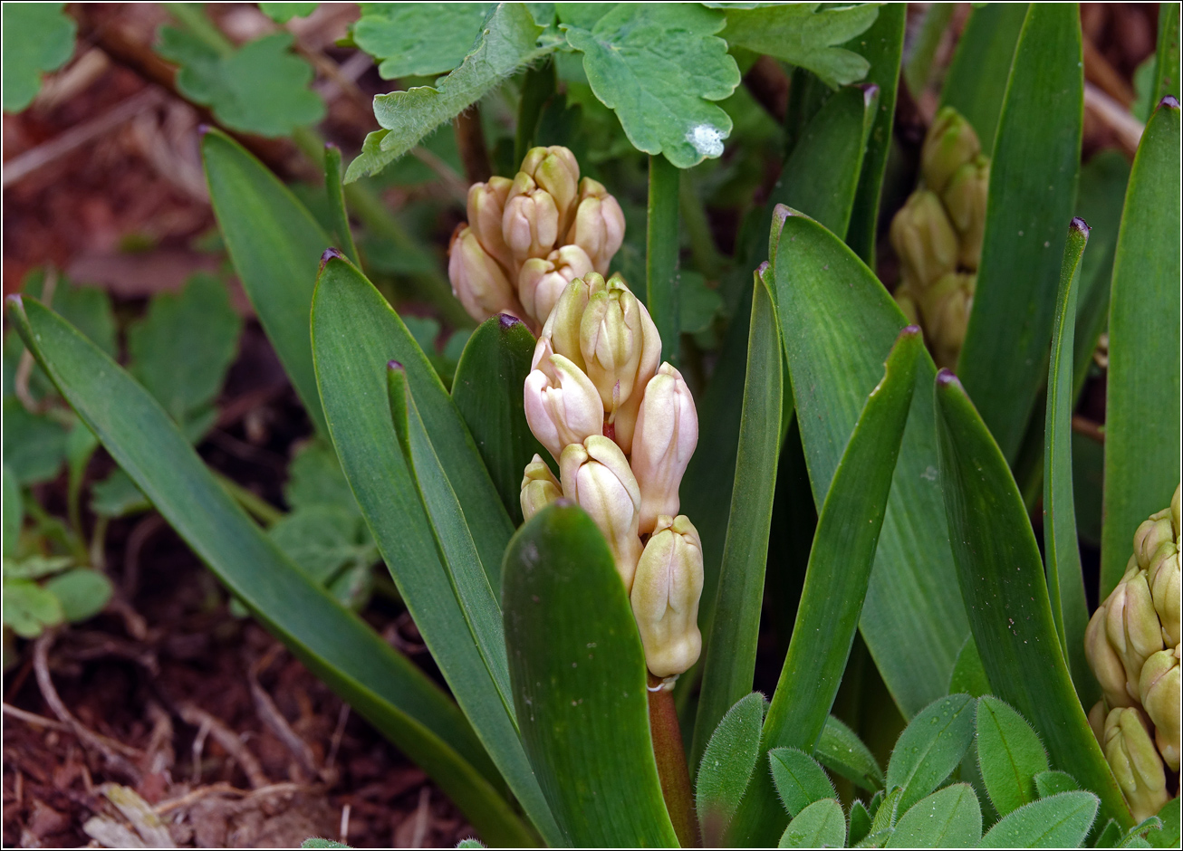 Изображение особи Hyacinthus orientalis.