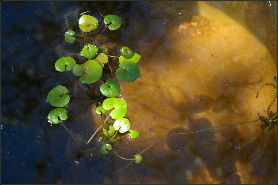 Image of Hydrocharis morsus-ranae specimen.