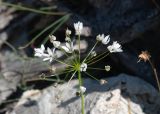 View full-size image Allium subhirsutum