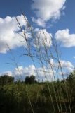 View full-size image Molinia caerulea