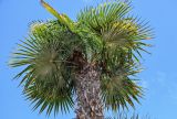 View full-size image Trachycarpus fortunei