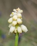 View full-size image Muscari neglectum