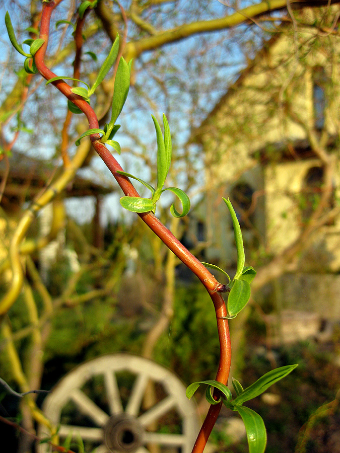 Image of Salix &times; sepulcralis specimen.