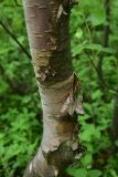 View full-size image Betula czerepanovii