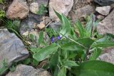 View full-size image Anchusa leptophylla