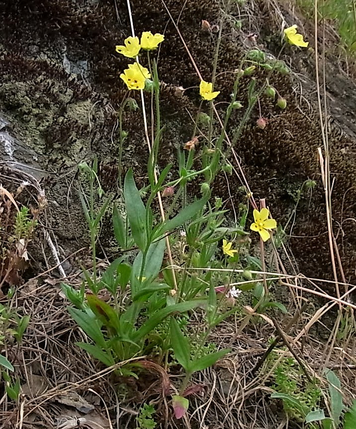 Image of Tuberaria guttata specimen.